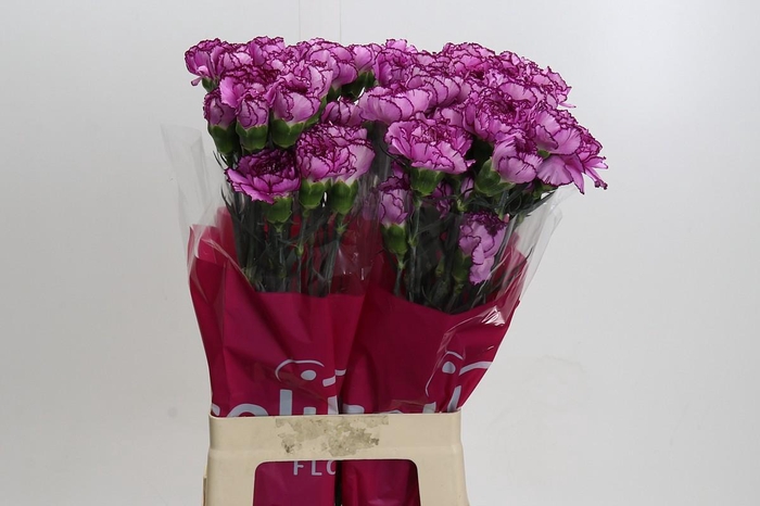 <h4>Dianthus St Royal Damascus</h4>