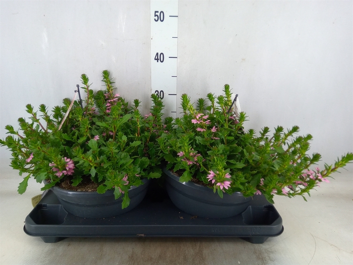 <h4>Scaevola aemula 'Surdiva Salmon Pk'</h4>