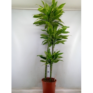 Dracaena frag. 'Golden Coast'