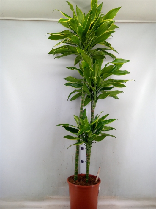 <h4>Dracaena frag. 'Golden Coast'</h4>