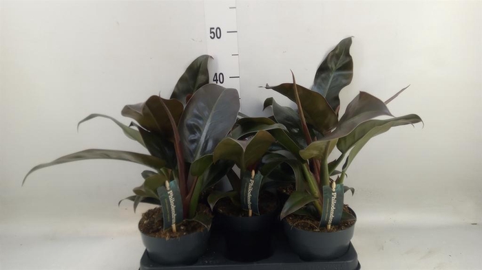 <h4>Scindapsus pictus 'Silvery Ann'</h4>