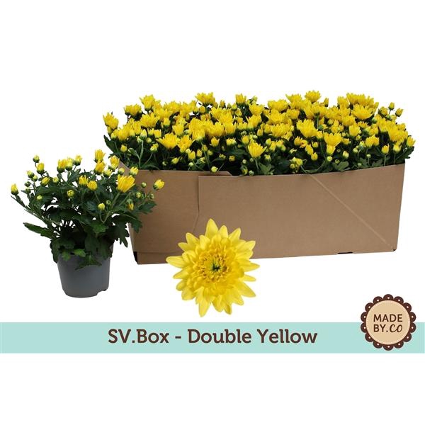 <h4>Chrysant Double Yellow in SV.Box</h4>