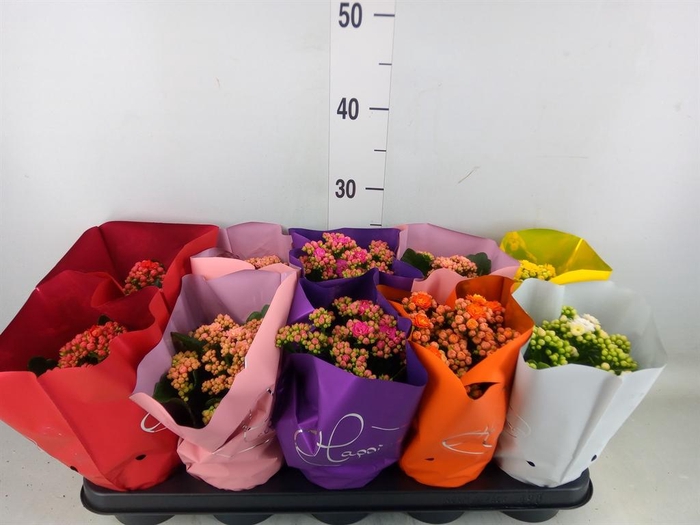 <h4>Kalanchoe blos. 'Perfecta'  ..mix 5</h4>