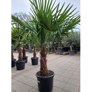 Trachycarpus fortunei stam 170cm