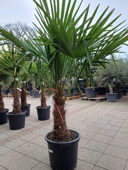 <h4>Trachycarpus fortunei stam 170cm</h4>