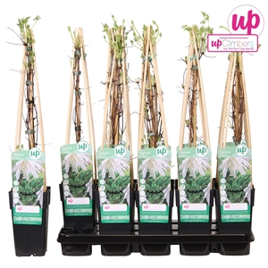 Clematis Alpina Albina Plena P15