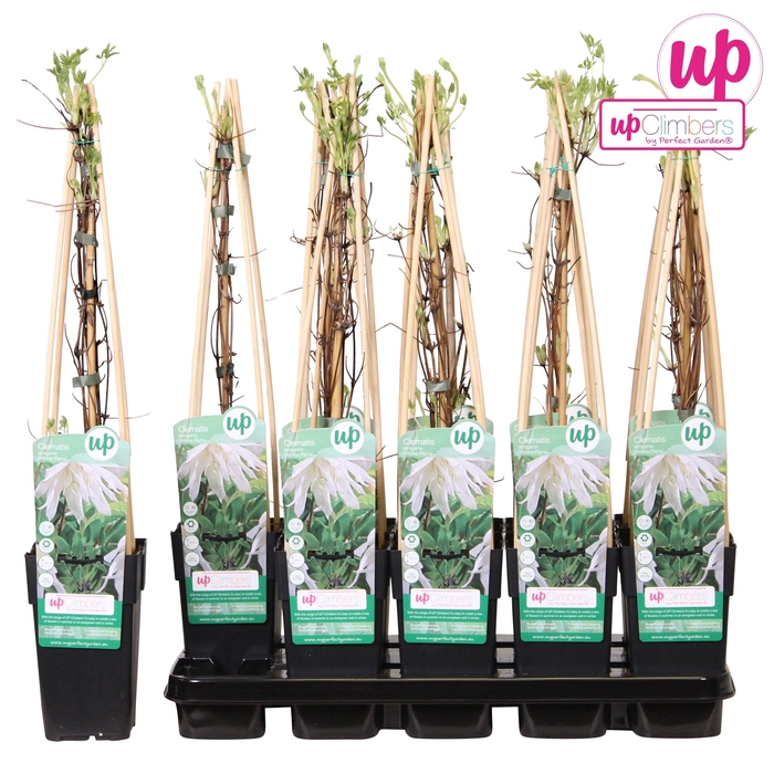 <h4>Clematis Alpina Albina Plena P15</h4>