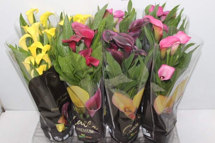 <h4>CALLA COLORIDA P14 PREMIUM</h4>