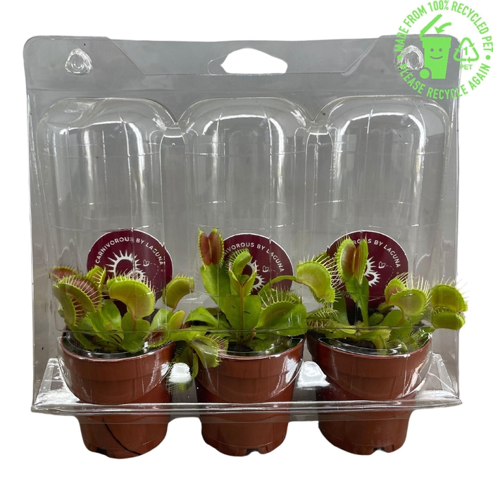 <h4>Dionaea Muscipula 5,5 cm , 3 stuks in transparante blister</h4>