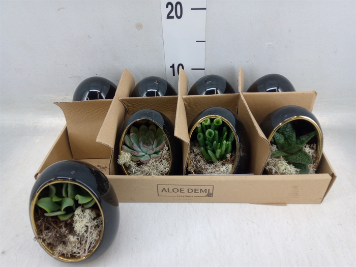 <h4>Arr.  Succulents L%</h4>