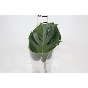 FOLHAGEM MONSTERA DELICIOSA 020 CM