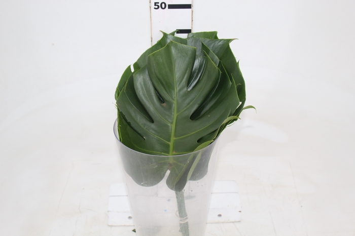 <h4>FOLHAGEM MONSTERA DELICIOSA 020 CM</h4>