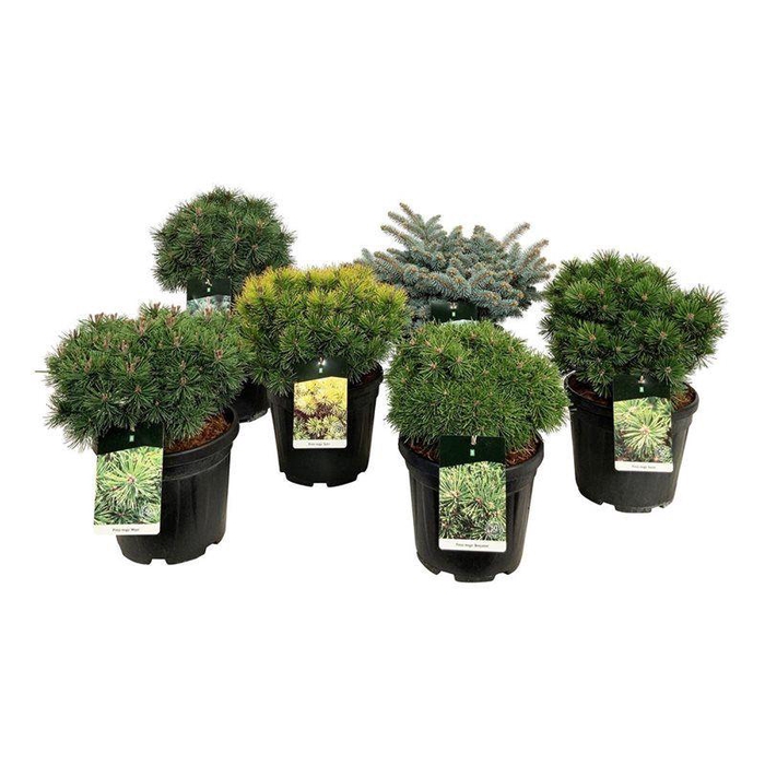 <h4>Mixlaag veredelde coniferen exclusief</h4>