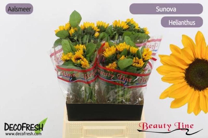 <h4>Heli Sunova Small Beauty</h4>