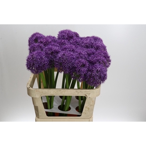 Allium Globemaster