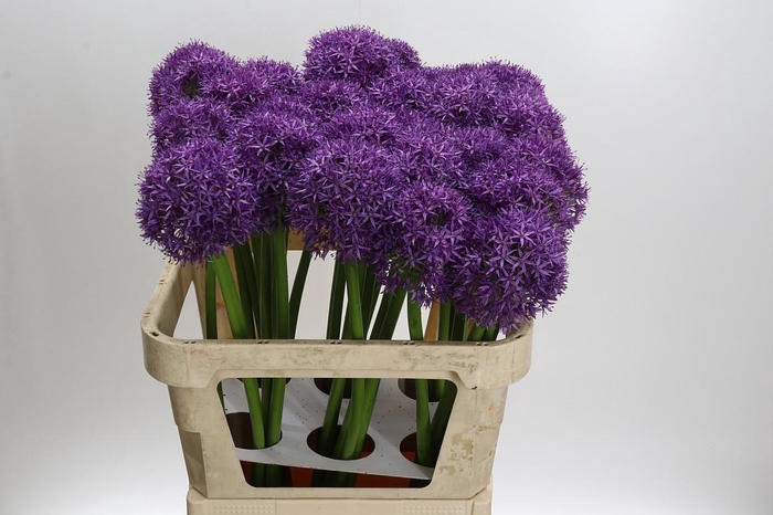 Allium Globemaster