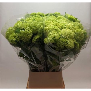 Viburnum Roseum St