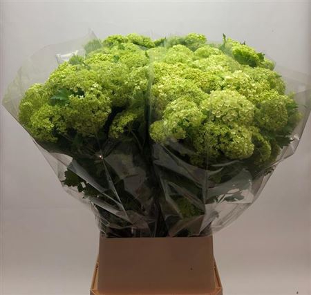Viburnum Roseum St