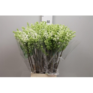 Syr V Mme Fl Stepman 2+