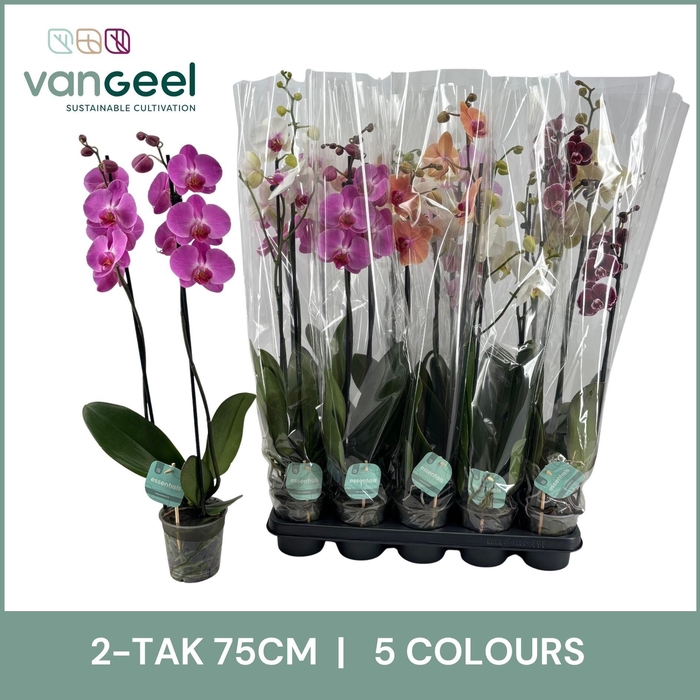 <h4>PHAL GEM 5 KL</h4>