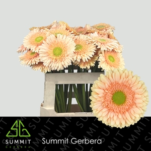 Gerbera Carlita Water X40 Lang