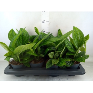 Epipremnum pinn. 'Marble Planet'