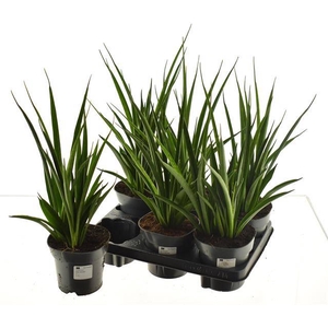 Sansevieria Kirkii Friends 14Ø 55cm