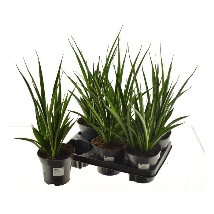 <h4>Sansevieria Kirkii Friends 14Ø 55cm</h4>