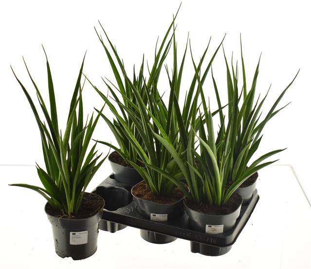 Sansevieria Kirkii Friends 14Ø 55cm