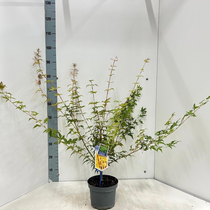 <h4>Acer palmatum Sangokaku</h4>