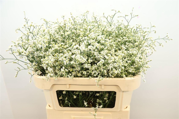 <h4>LIM SIN CHINA WHITE</h4>