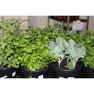 ERVAS AROMATICAS P24
