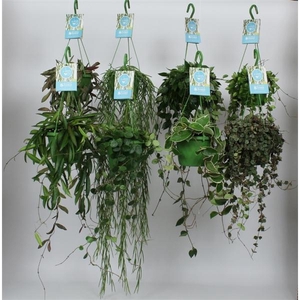 HangonGreen Hangplanten Luxe Gemengd 14 cm