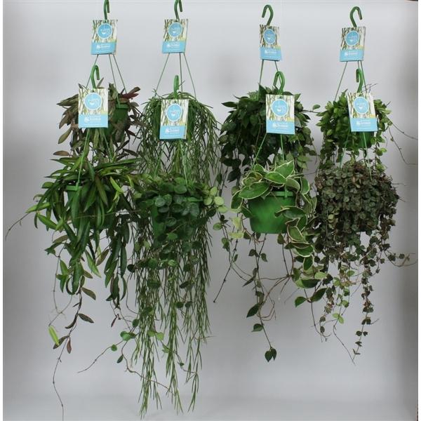 <h4>HangonGreen Hangplanten Luxe Gemengd 14 cm</h4>
