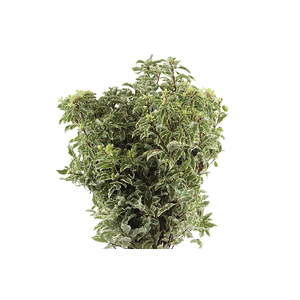 Pitto Nigra 150 Gram