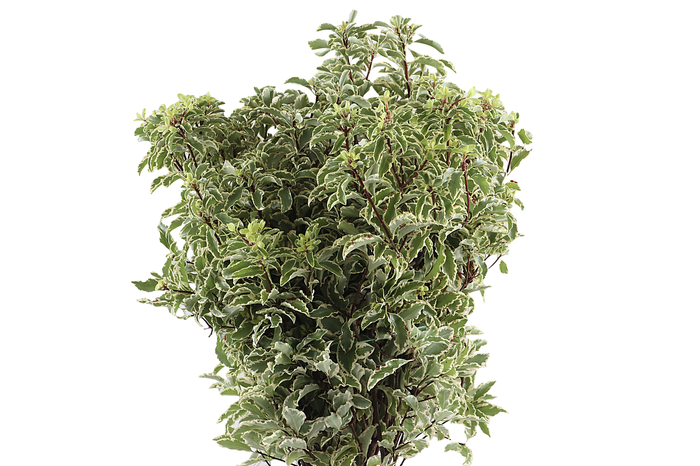 <h4>Pitto Nigra 150 Gram</h4>