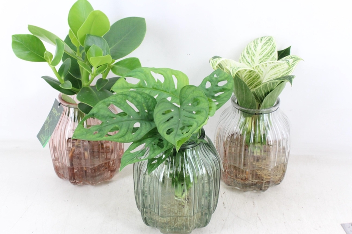 <h4>arr3 VDE - Glas ribbel Florence</h4>