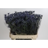 Eryngium Blue Dynamite