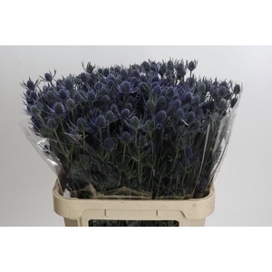 Eryngium Blue Dynamite