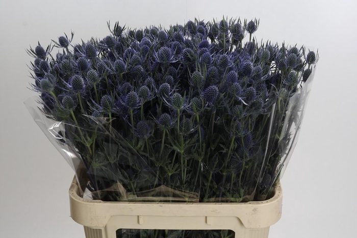 <h4>Eryngium Blue Dynamite</h4>