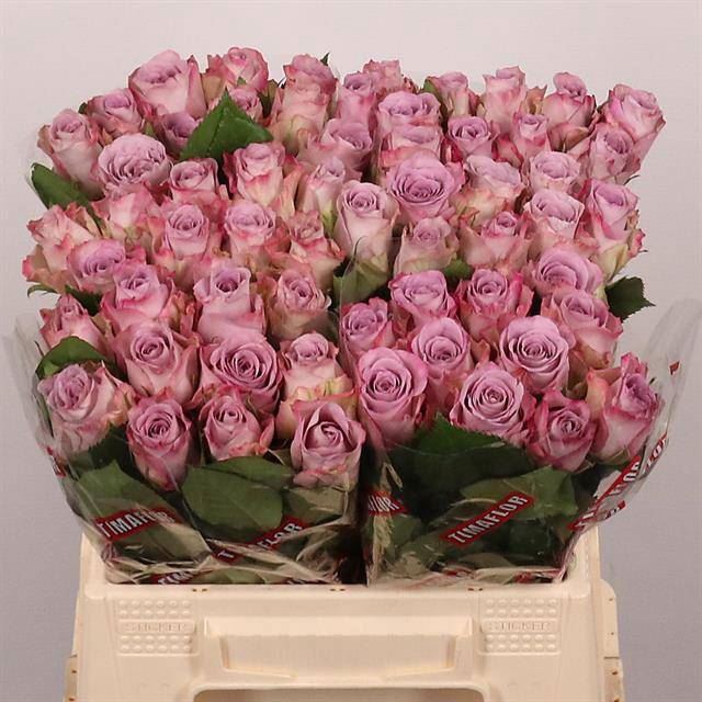 <h4>ROSA GR 'MEMORY LANE'</h4>