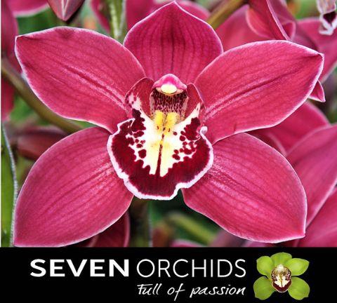 <h4>CYMB T BRERA</h4>