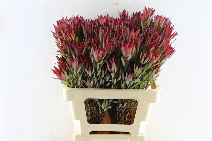 <h4>LEUCAD SAL BLUSH</h4>