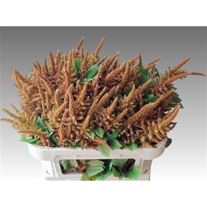 Amaranthus Cr Hot Biscuits