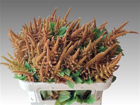 <h4>Amaranthus Cr Hot Biscuits</h4>