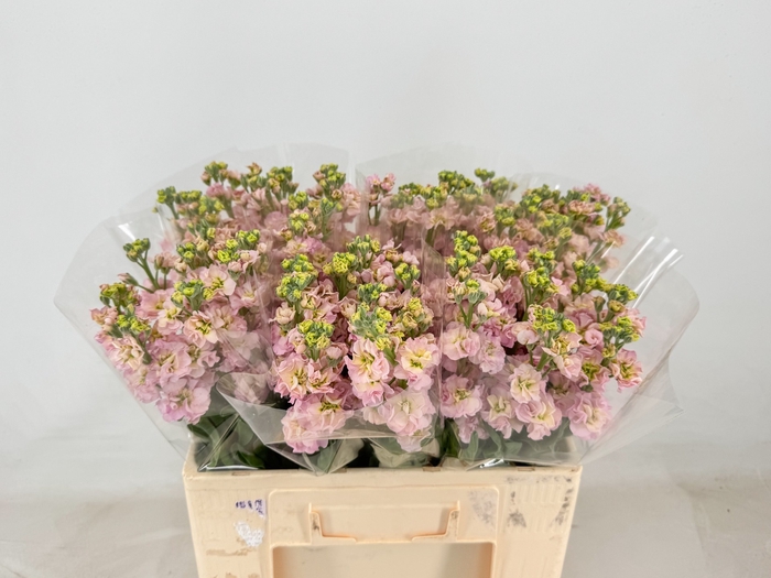 <h4>MATTH MATHILDA PINK</h4>
