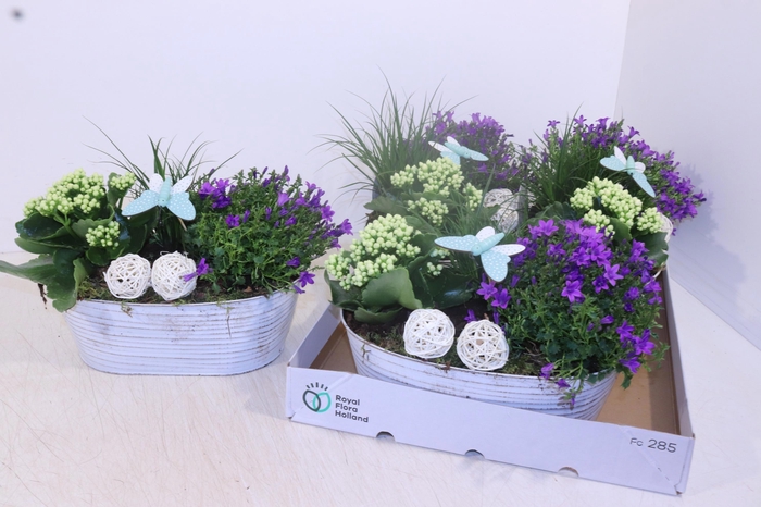 <h4>ARR TUINPLANTEN</h4>