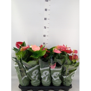 Anthurium   ...mix 4
