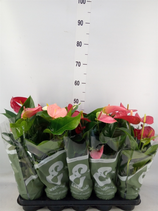 <h4>Anthurium   ...mix 4</h4>