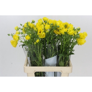 Ranunculus Butterfly Artemis